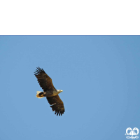 گونه عقاب دریایی دم سفید White tailed Eagle